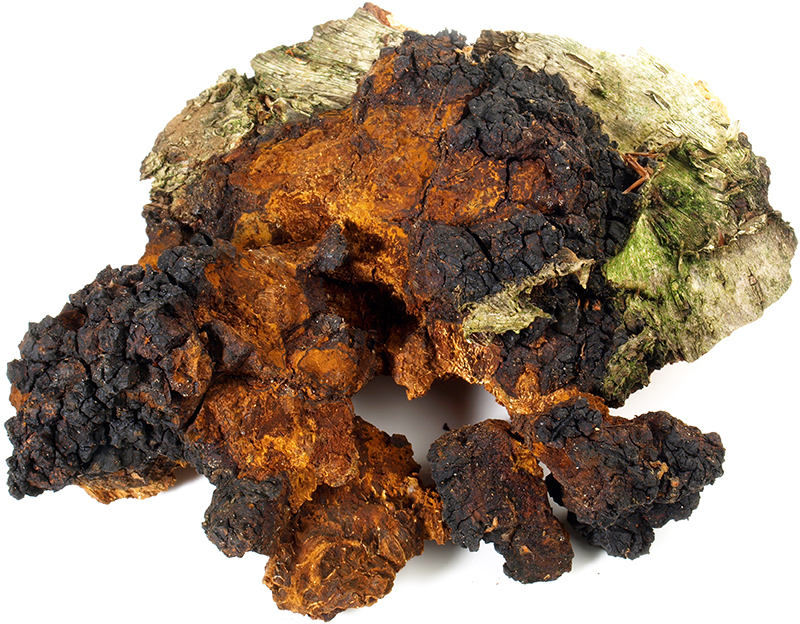 Chaga