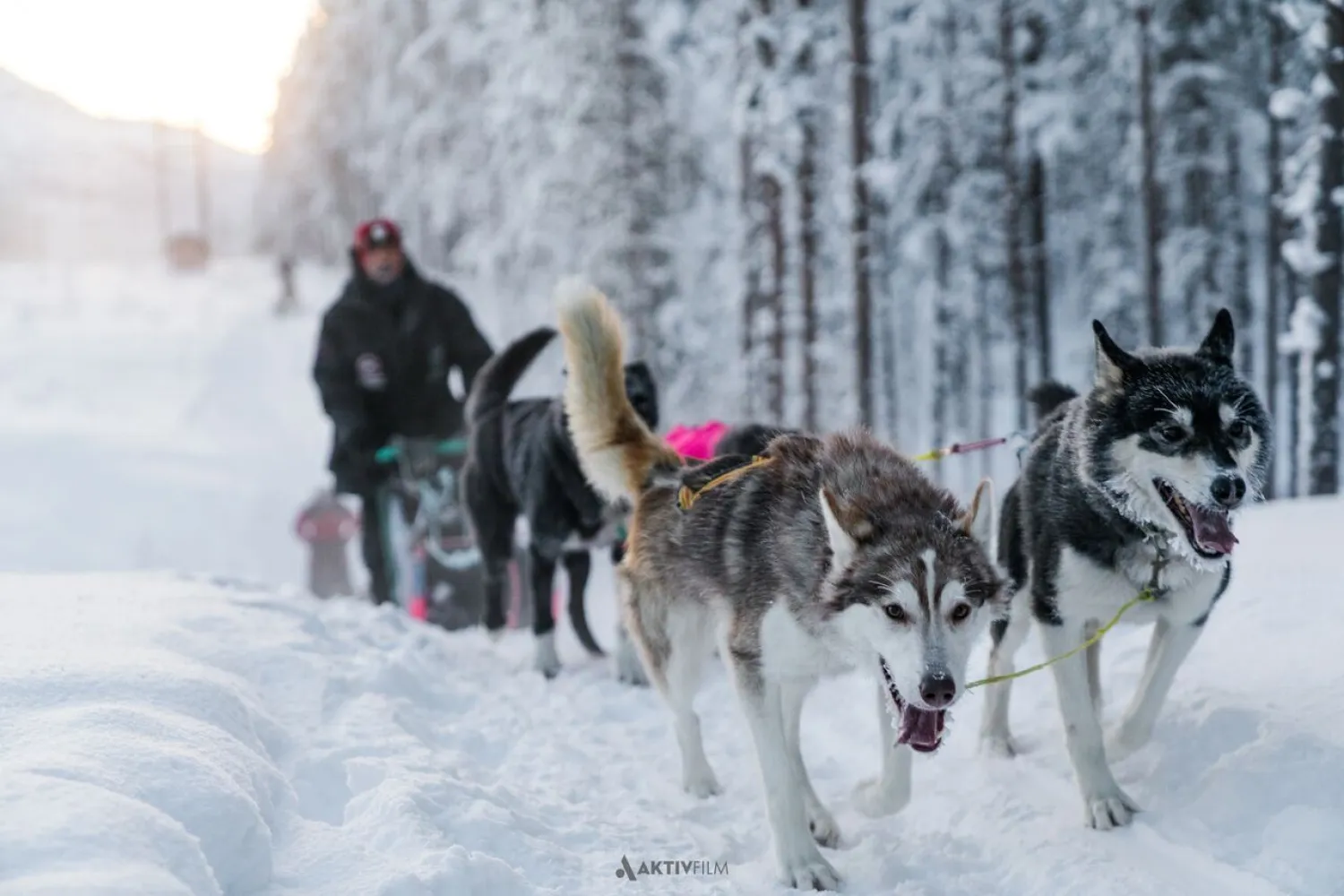 Hundesledekjøring med Aurora Husky inkl. transport fra Tromsø