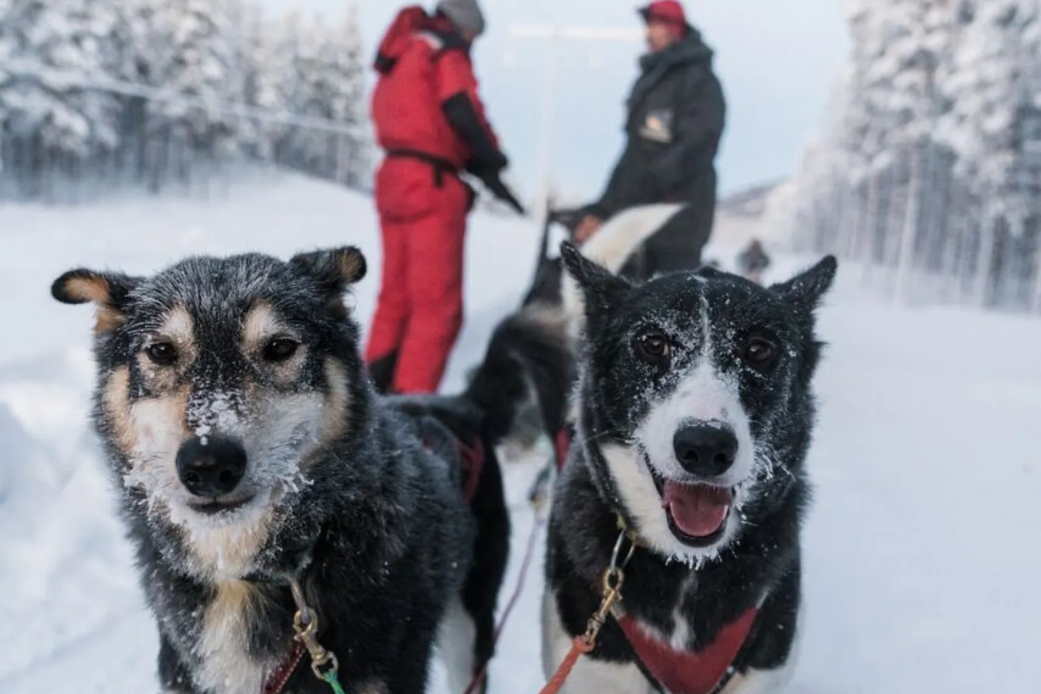 Hundesledekjøring med Aurora Husky inkl. transport fra Tromsø