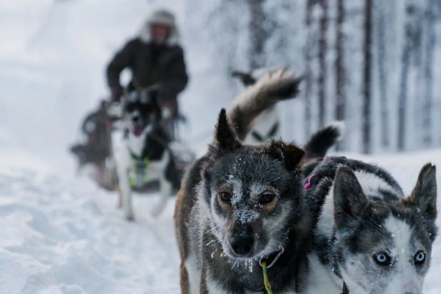 Hundesledekjøring med Aurora Husky inkl. transport fra Tromsø