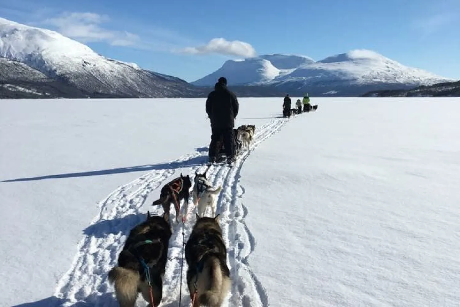 Hundesledekjøring med Aurora Husky inkl. transport fra Tromsø