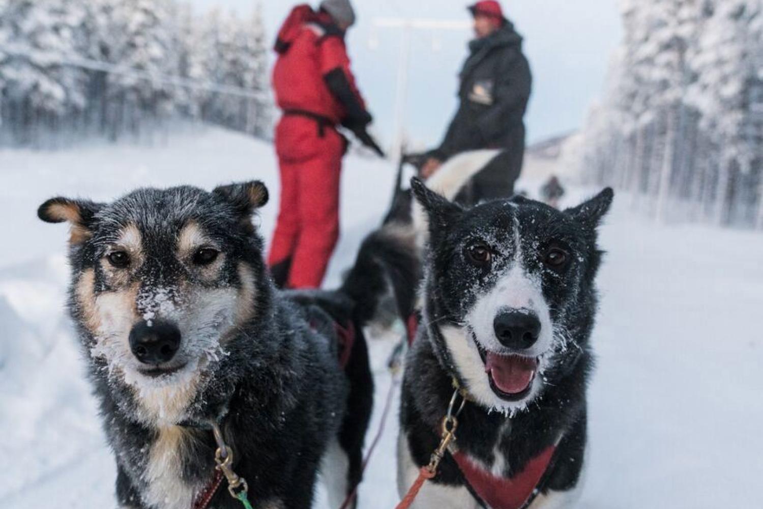 Nordic Exclusive: Hundesledekjøring med Aurora Husky