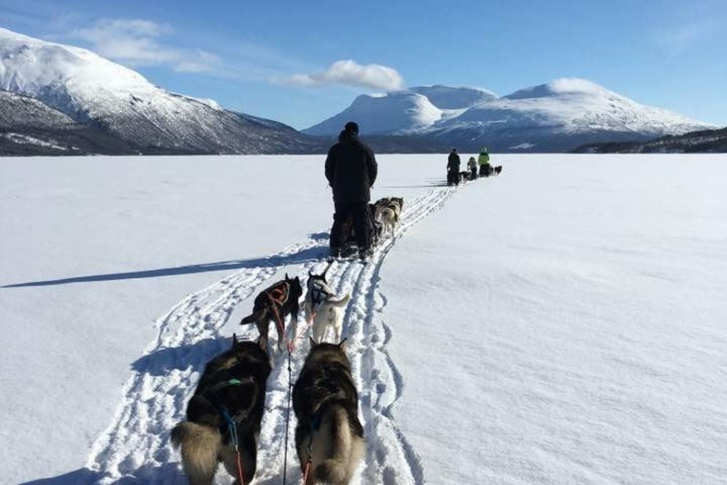 Nordic Exclusive: Hundesledekjøring med Aurora Husky