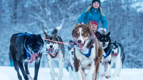 Hundekjøring med Husky Isogaisa