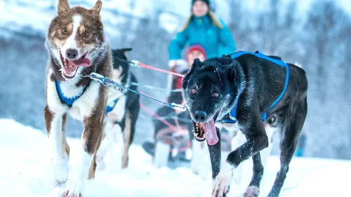 Hundekjøring med Husky Isogaisa inkl. transport