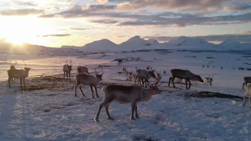 Den samiske opplevelsen inkl. transport fra Tromsø