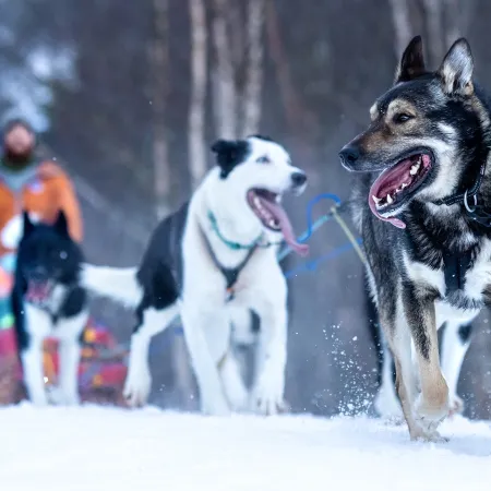 Dogsledding