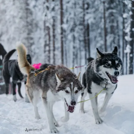 Dogsledding