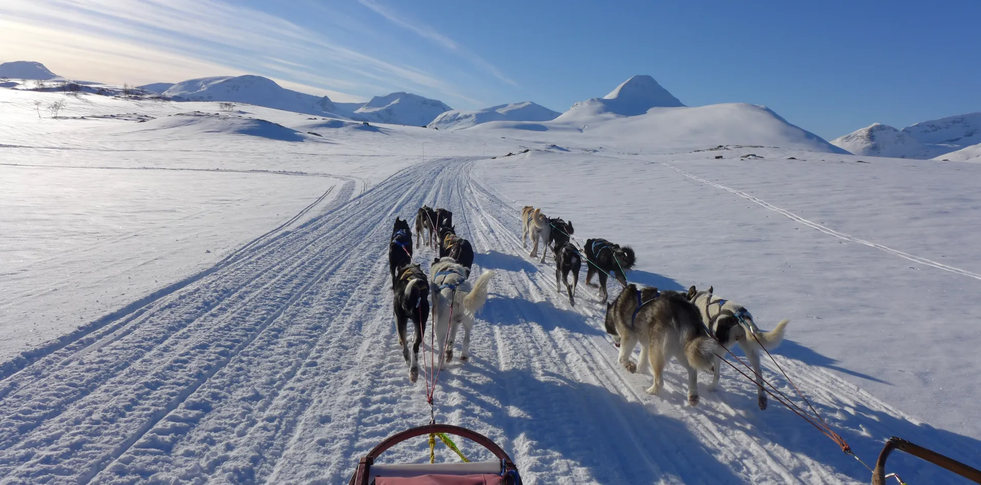 Dog sledding in SKjomen