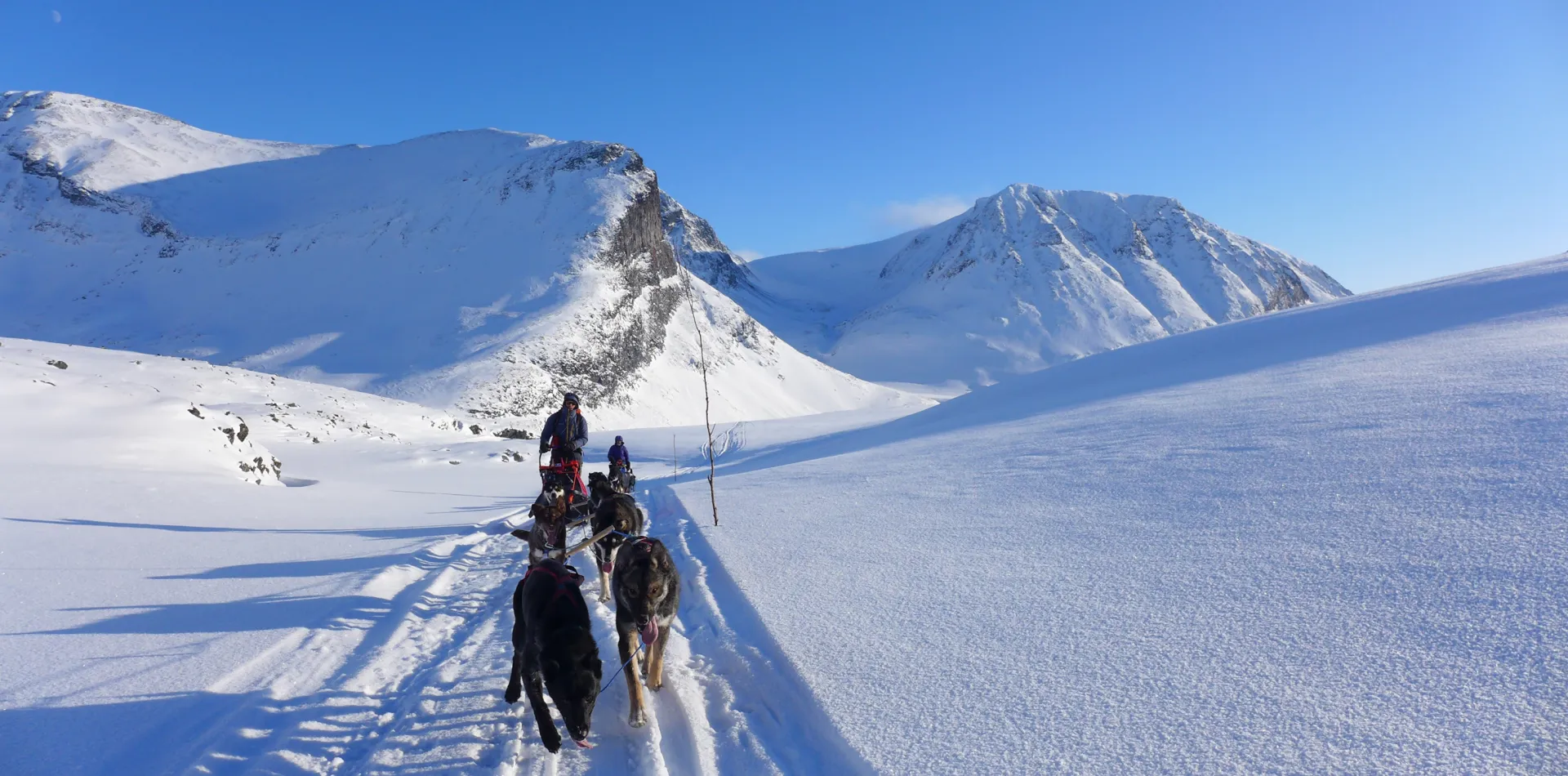 Dogsledding